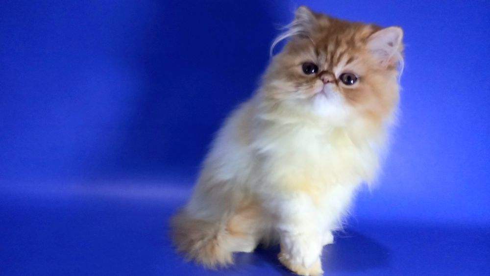 Персидская красавица