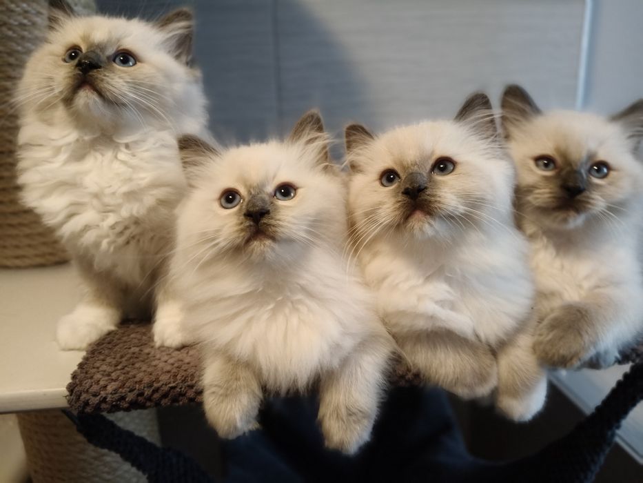 Kotka  kot Ragdoll