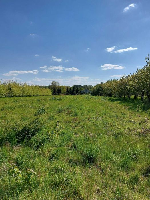 Sprzedam działkę siedliskową ze starym sadem 18 439 m² (ok2ha). Gmina Mszczonów, 55 km od Warszawy – 1 h drogi - Więcej