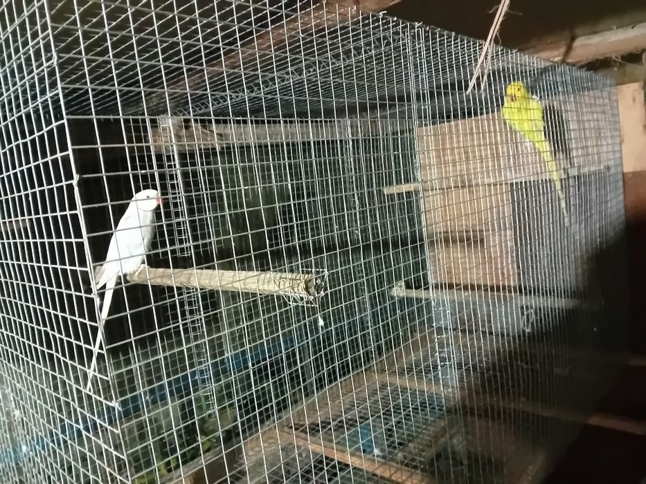 Vendo ou troco casal de Ring Neck + Gaiola grande de rede galvanizada