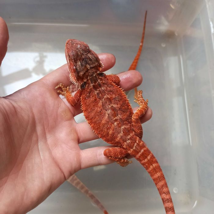 Agama brodata Gekon Jaszczurka dla początkującego zbożówka