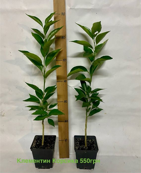 Клементин кумкват апельсин