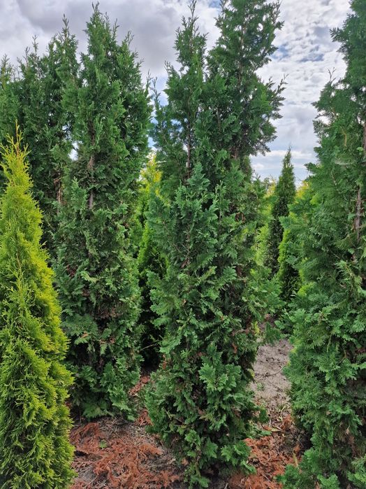 Tuja Smaragd 260-300 cm i inne thuja Szmaragd żywopłot Transport