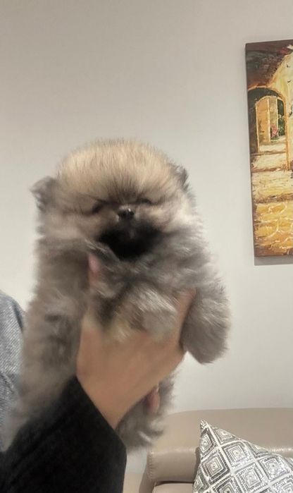 Szpic Miniaturowy Rudy Szczeniak