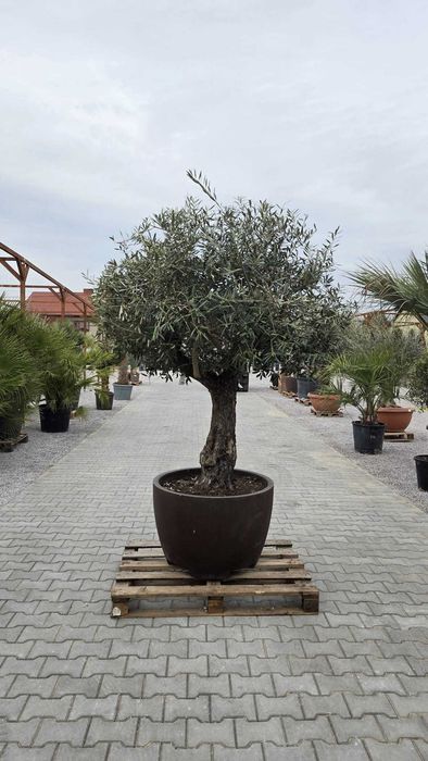 Drzewo oliwne Olea europaea 230-250 cm | gruby pień | donica ozdobna