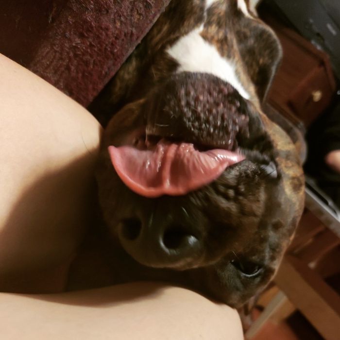 Питбультерьер ищет невесту