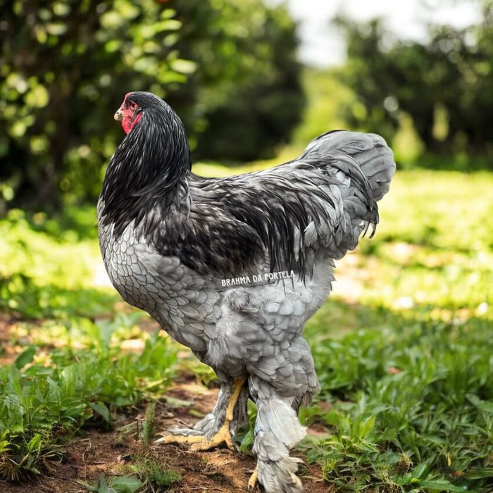 BRAHMA AZUL ( OVOS )