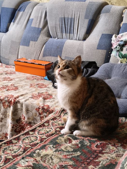 Прекрасная кошечка в хорошие руки