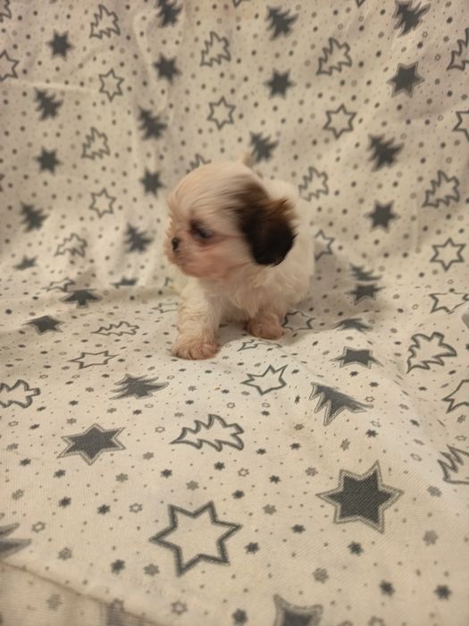 Shih-tzu fêmea lindíssima, vacinada e desparasitada