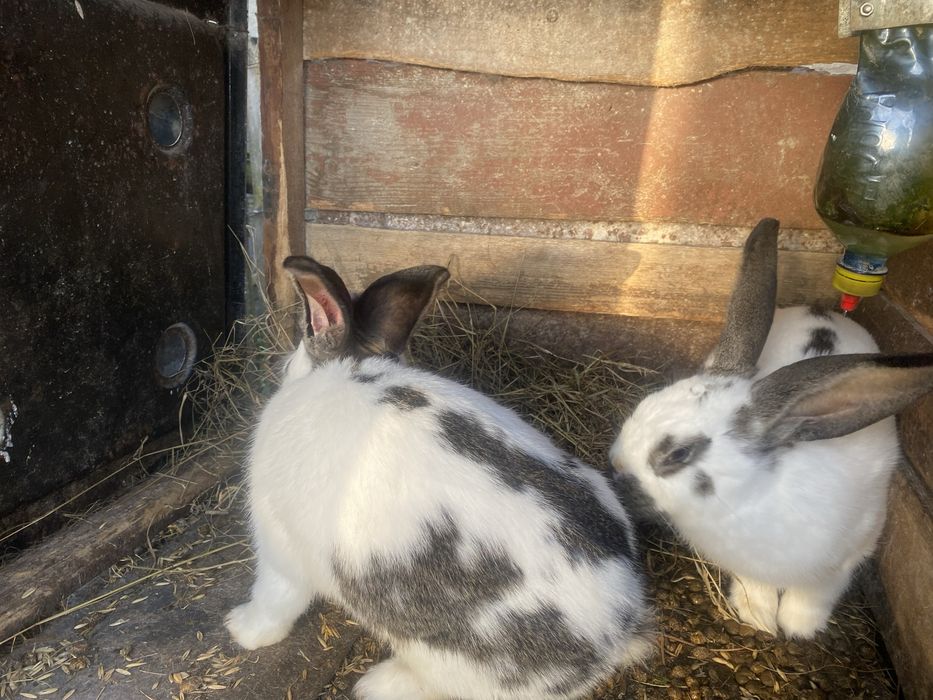 Продам кролів породи шиншила