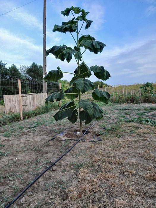 Paulownia Shan Tong / Drzewo Tlenowe / Oxytree