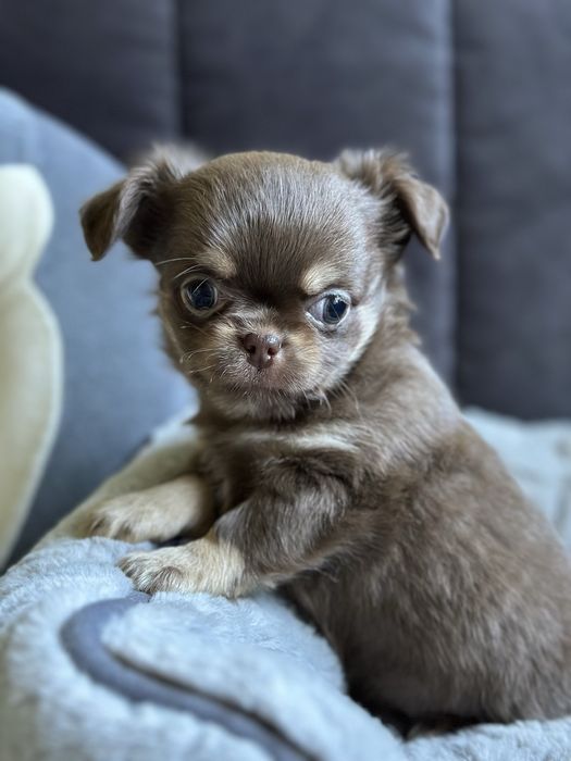 czekoladowy chłopiec Chihuahua