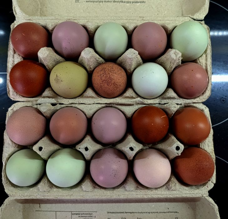 Brak wolnych terminów. Jaja lęgowe nowe koguty , nowe kury