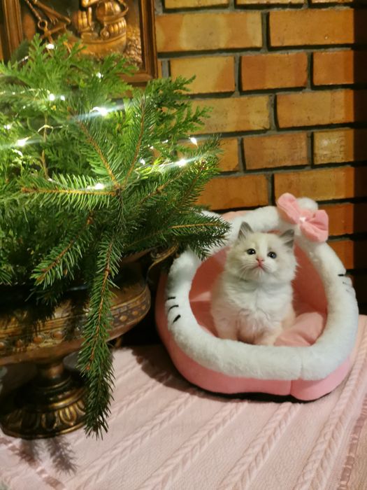 Ragdolek z rodowodem FIFE