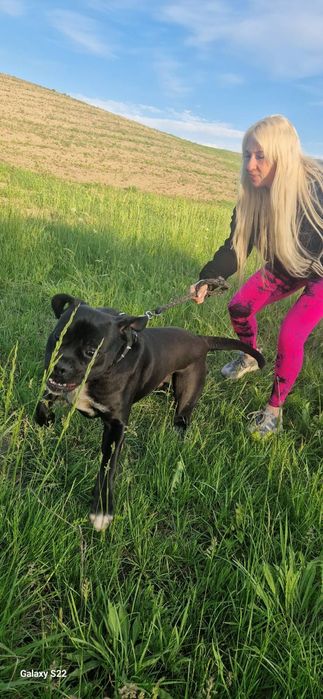 Кане корсо.вязка.родословная.КСУ