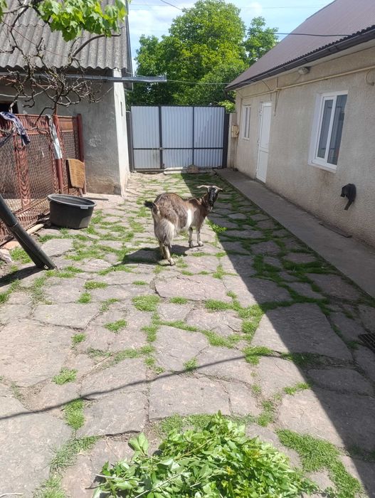 Продається коза після другого окоту
