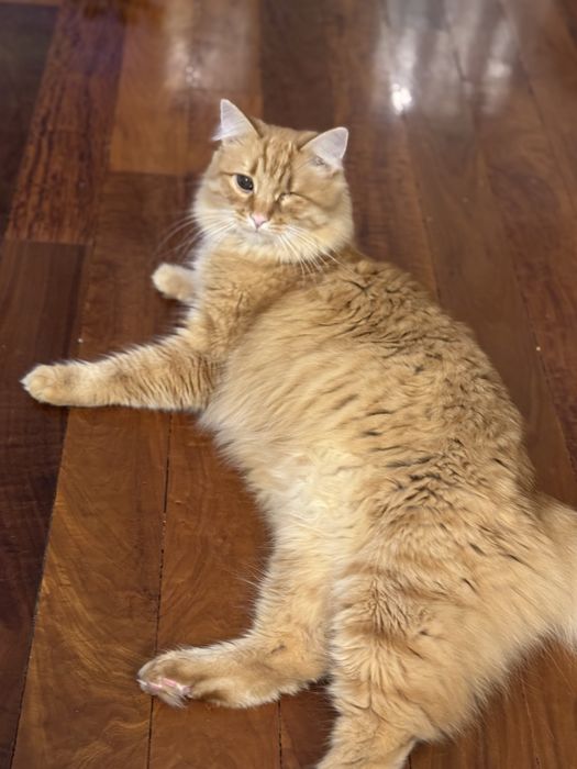 Liczymy na cud… Dom dla Rudego pilnie poszukiwany