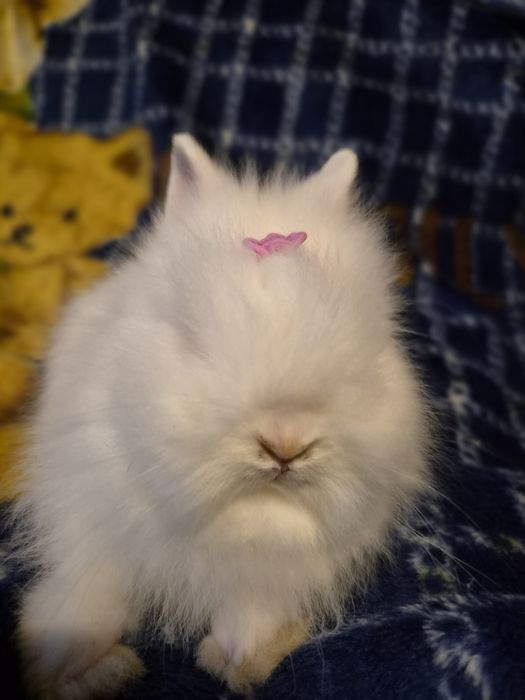 Króliczek Teddy.