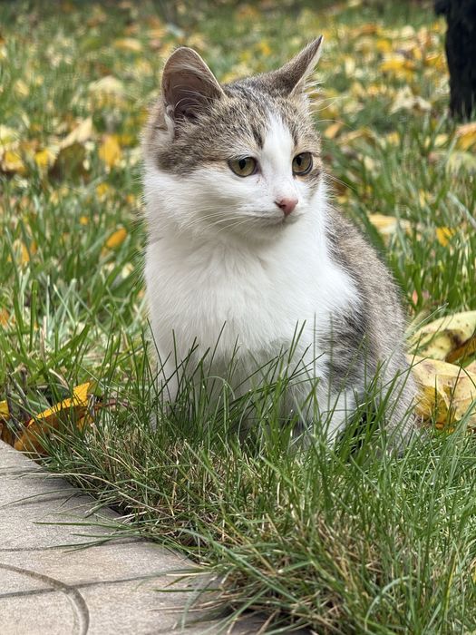 Котенятка шукають  домівку