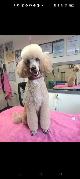 Salon Pielęgnacji Psów ALEX