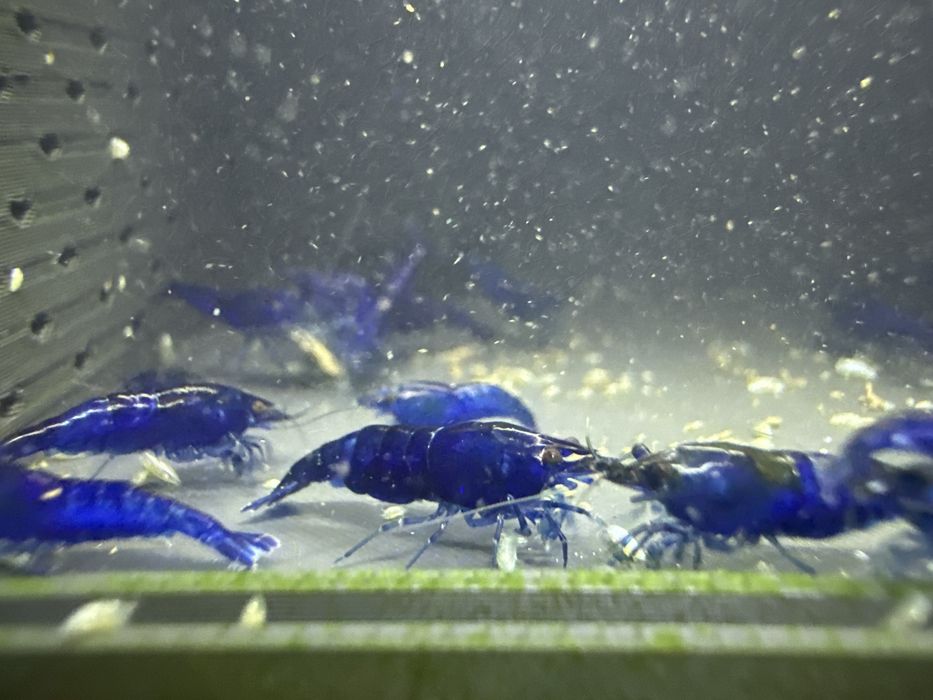 26szt blue velvet krewetek neocaridina
