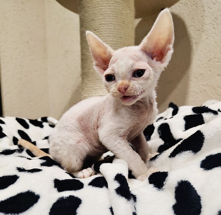 Devon rex kocurek