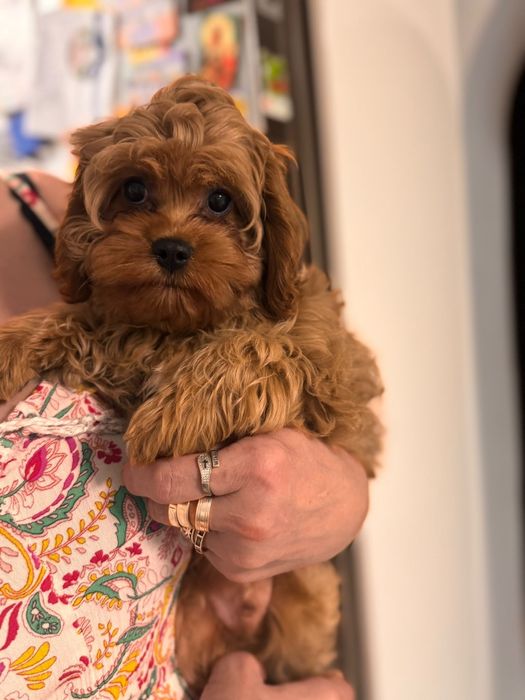 Cavapoo piesek po wszystkich szczepieniach