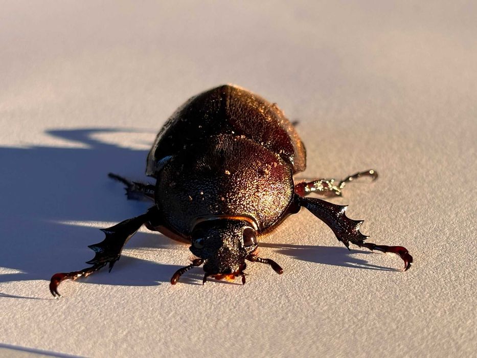 Larwy chrząszczy Xylotrupes sumatrensis L2-L3