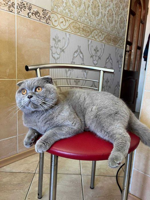 Шотландський висловухий кіт на в'язку