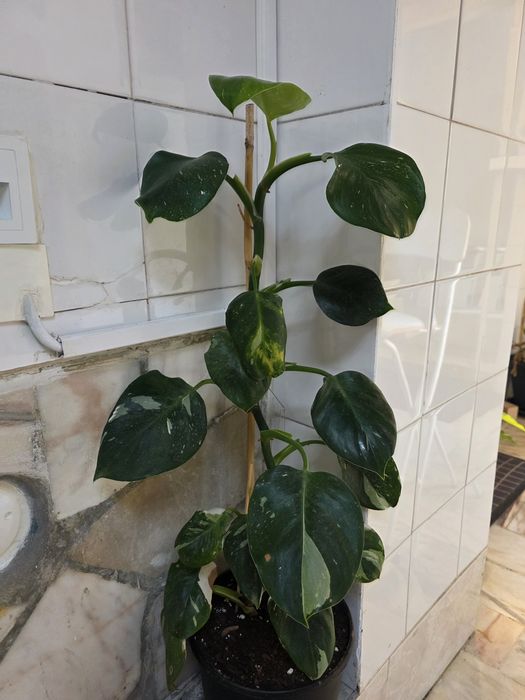 Philodendron White Wizard