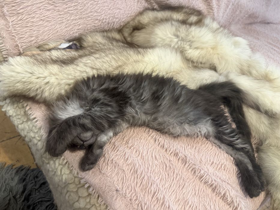 maine coon kocurek dymny zarezerwowany