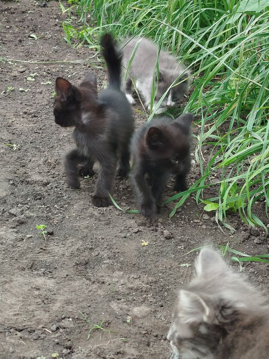 Віддаю кошенят в добрі руки