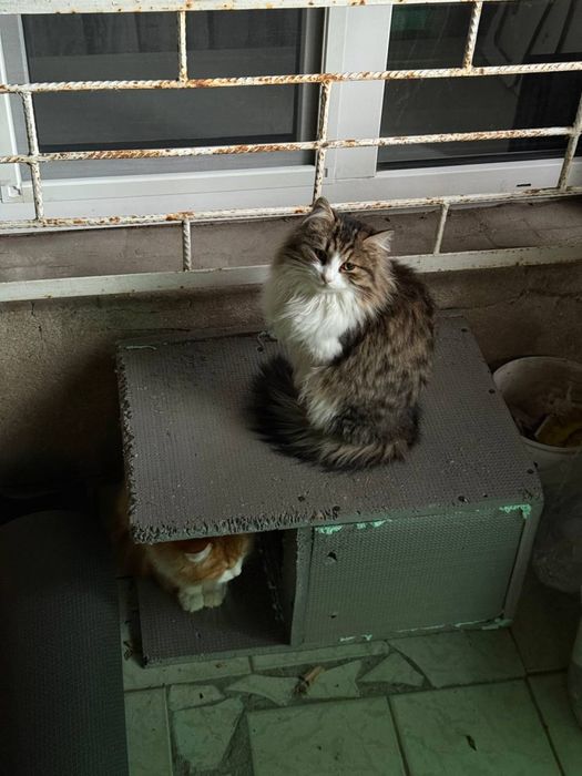 Котики безкоштовно