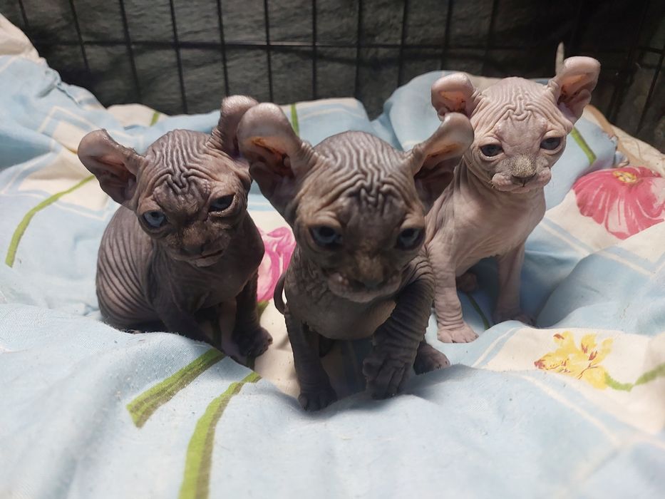 Кот Эльф на вязку