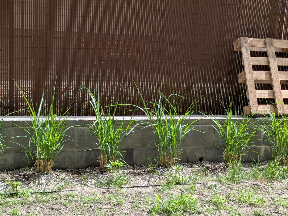 Trzcinnik (Calamagrostis)