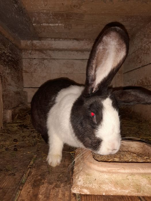 Króliki - samce I samice