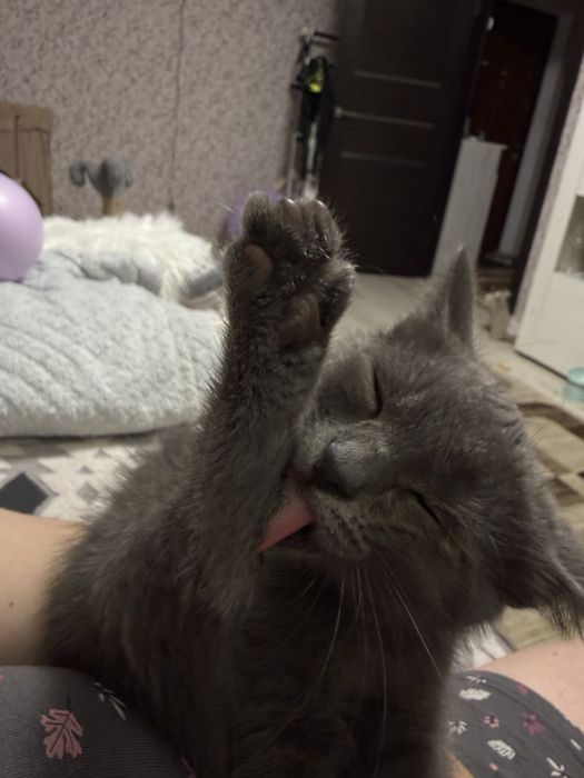 Киця 3 місяці котеня
