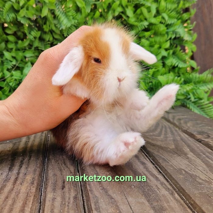 Шикарньій карликовьій кролик мальчик с сатиновьім типом шерсти