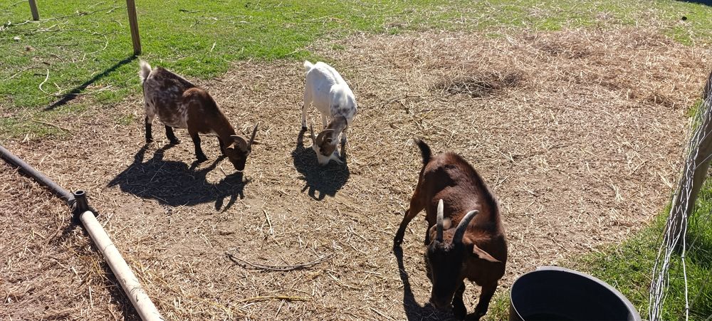 Cabras anas prenhas e chibo