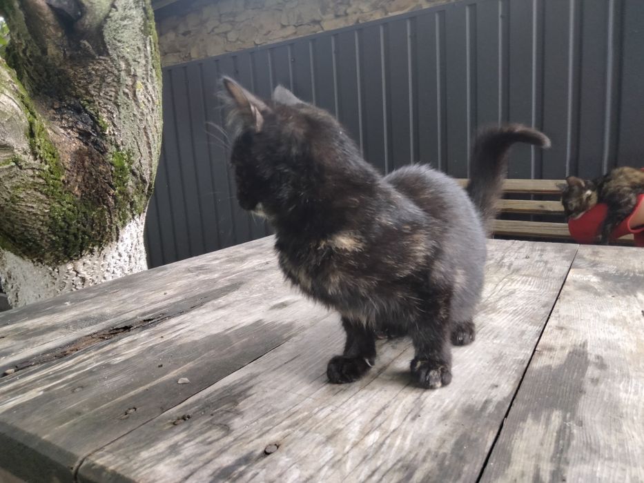 Віддам котиків в добрі руки.