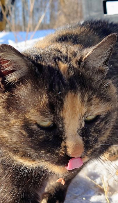 Kotka pilnie szuka domu