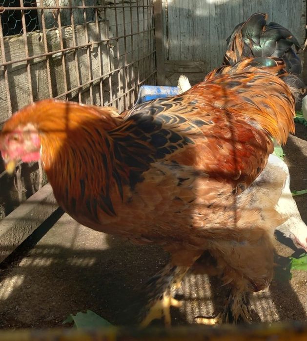 Ovos para incubação de crem legbar, brahama perdiz, sedosas barbudas