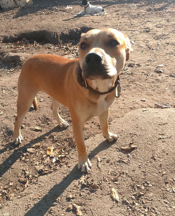 Ам. Піт-бультер'єр, в'язка, кобель