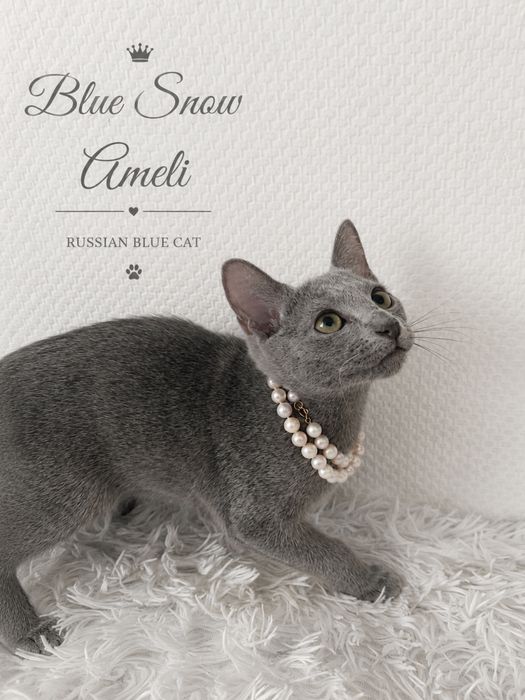 Російська блакитна дівчинка Blue Snow Ameli готова до переїзду