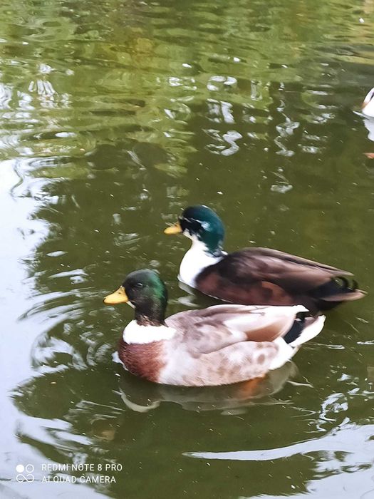 Sprzedam kaczki miniaturowe call duck - 2 kaczorki