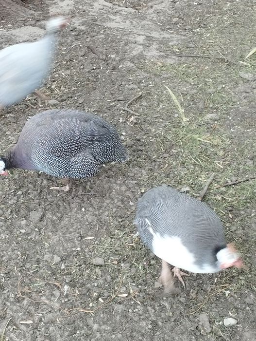 Sprzedam jaja lęgowe perliczki