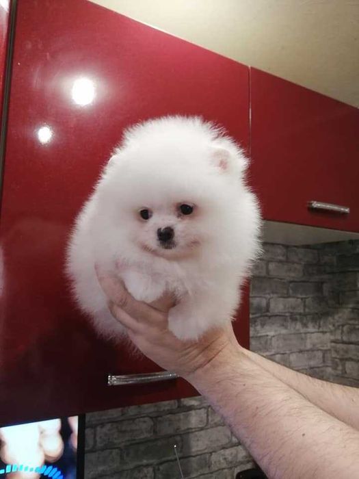 Spitz Anão e/ou Lulu da Pomerânia FEMEA BRANCA  com LOP e AFIXO