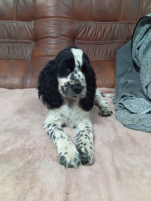 Suczka Cocker spaniel angielski
