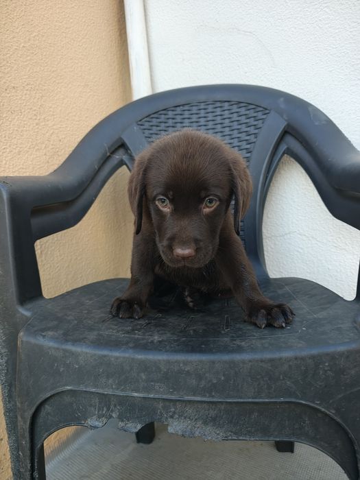Labrador chocolate fêmea olhos verdes