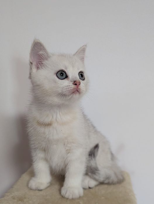 Шотландские прямоухие котята серебристые шиншиллы страйтики
